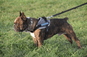 Dog's Harness